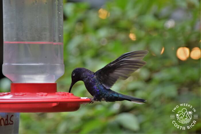 Violet Sabrewing 