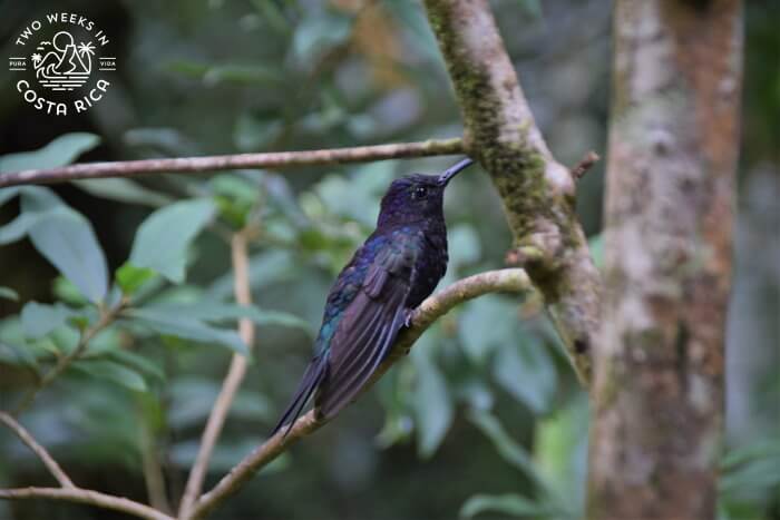 Violet Sabrewing