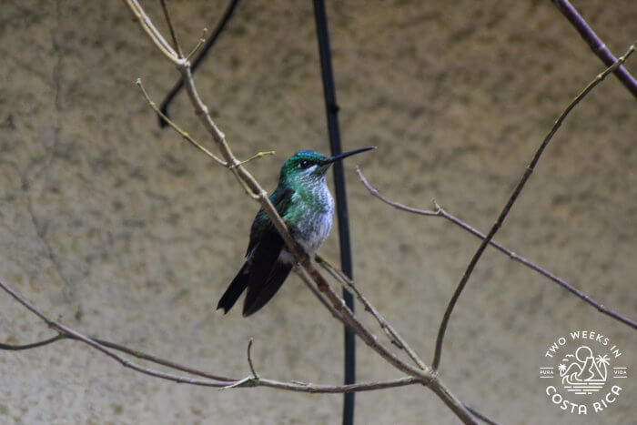 Green-crowned Brilliant