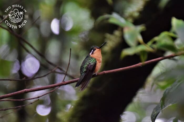 Purple-throated Mountain Gem