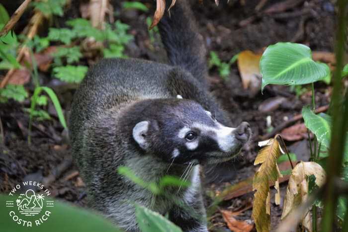 White nosed Coati