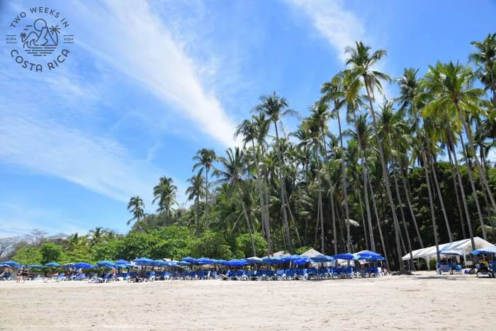 beach chairs and umbrellas lined up in front of tall palm trees