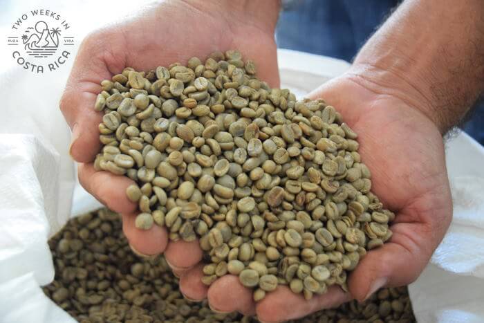 Two hands scooping up raw coffee beans 