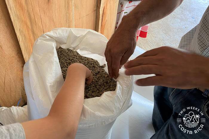 Raw dried coffee in a large white sac