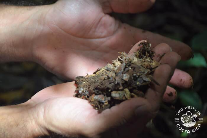 A farmer's hand holding rich compost 