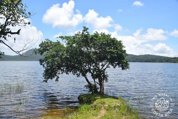 Famous Tree at Cote Lake