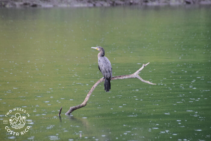 Bird Lake Arenal