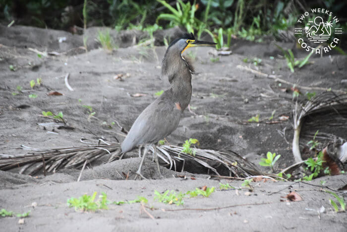 Predator Bird Tortuguero