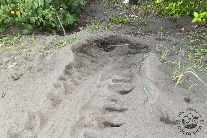 Turtle Tracks