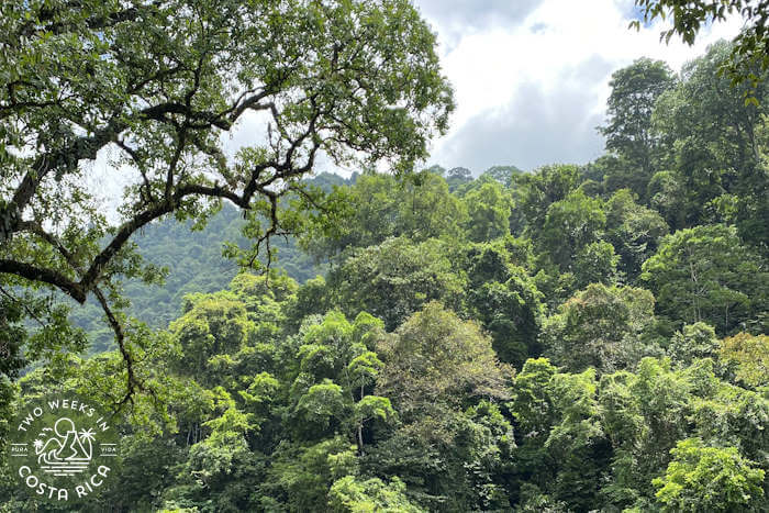 Pristine jungle Rainmaker