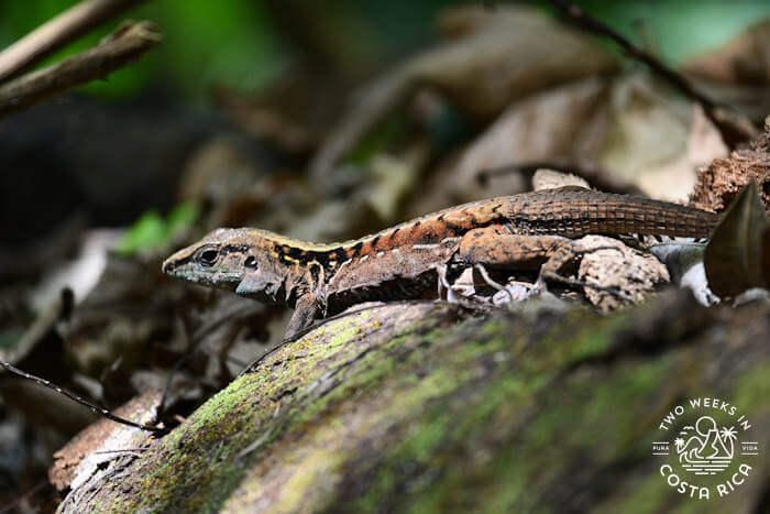 Lizard Rainmaker