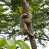 sloth at nature reserve arenal