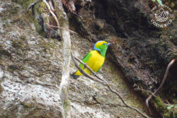 Birding Tour Monteverde