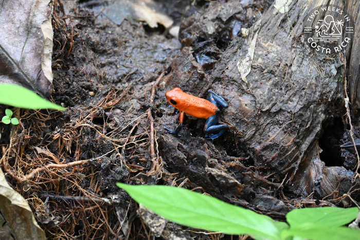 Poison dart frog La Fortuna