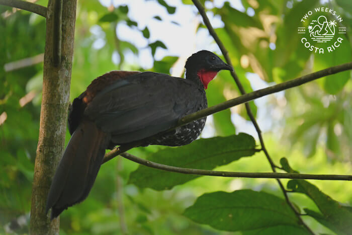 Crested Guan La Fortuna