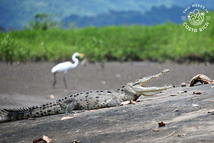 Crocodile Safari Tour