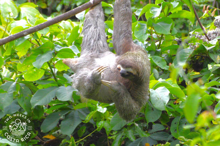 Sloth Tour La Fortuna