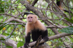 white-faced monkey Damas mangroves