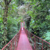 Hanging Bridge Monteverde Cloud Forest Reserve tour