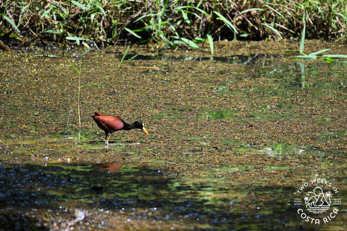 Wading bird Mariolas Trail