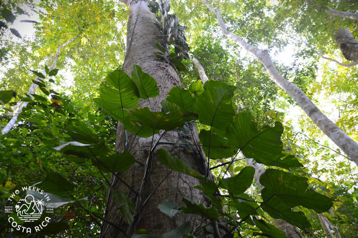 looking up large tree trunk into canopy above