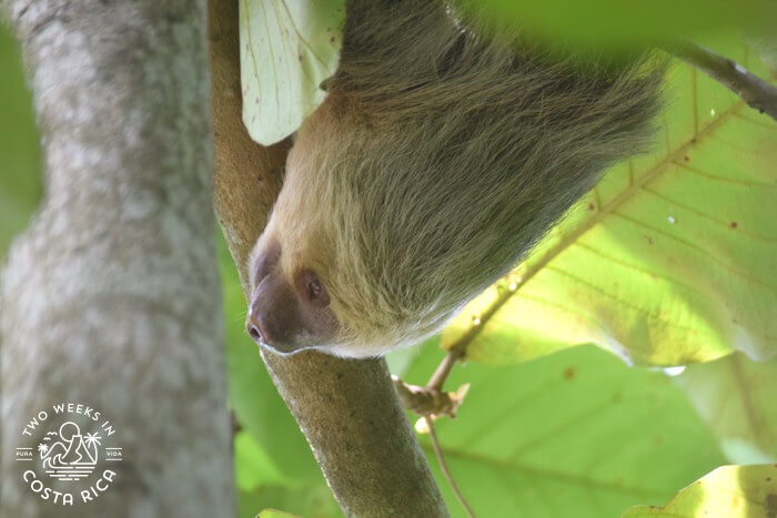 Sloth Bird Tour Arenal