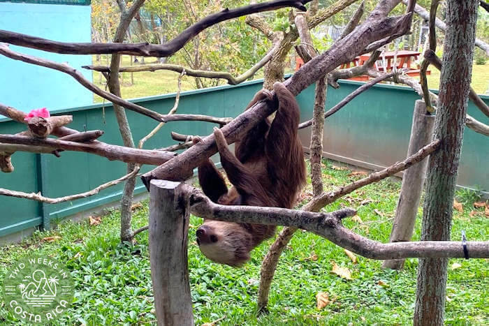 Toucan Rescue Ranch Sloth Tour