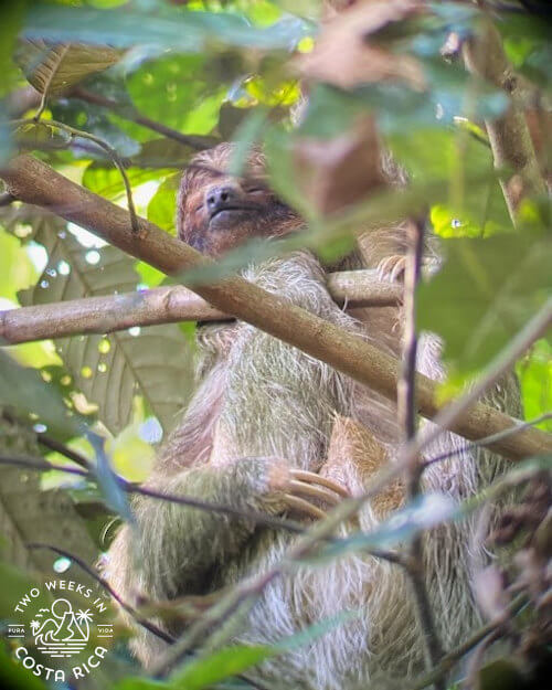 Guided Sloth Tour La Fortuna