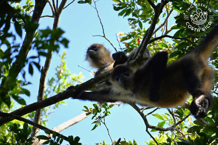 Spider monkey Guanacaste