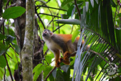 Squirrel monkey Manuel Antonio Park tour