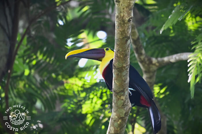 Toucan Arenal