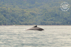 Humpback Whale Watching Uvita