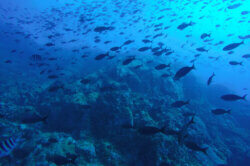 Snorkeling Reef Fish Cano