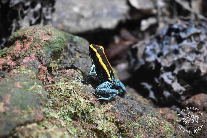 Poison dart frog Reptilandia