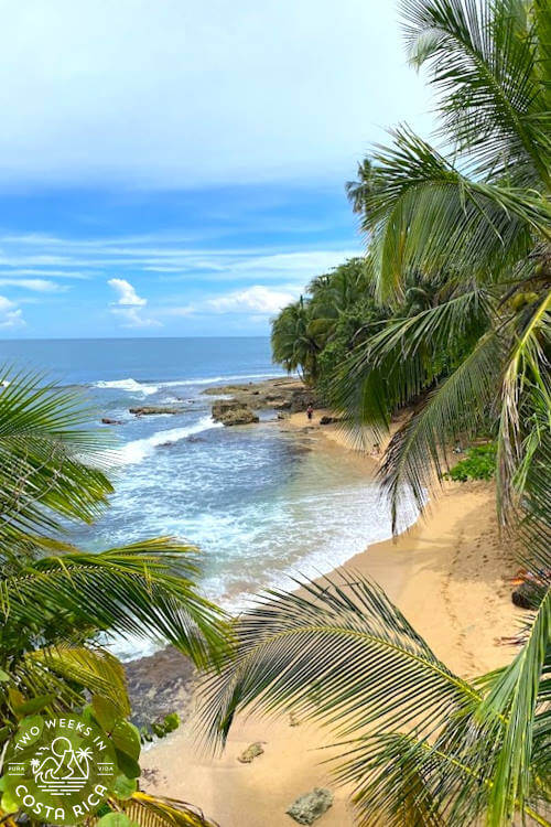 palm trees leaning toward clear blue ocean