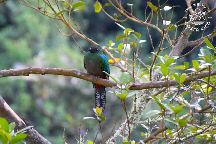 female resplendent quetzal sitting on branch