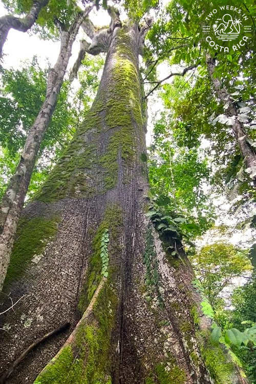 giant tree towering towards sky