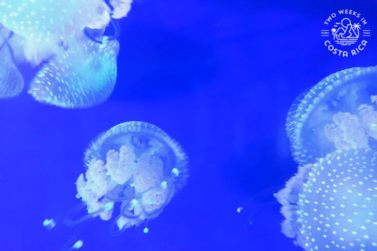 Several jelly fish swimming through the water