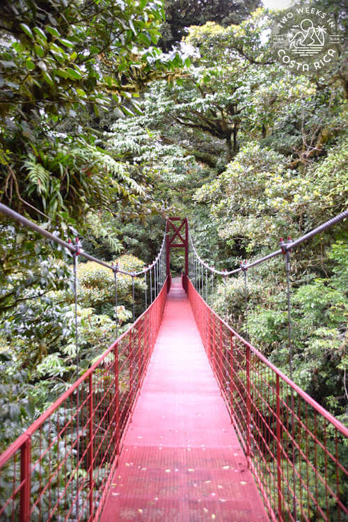 red hanging bridge with lush cloud forest all around