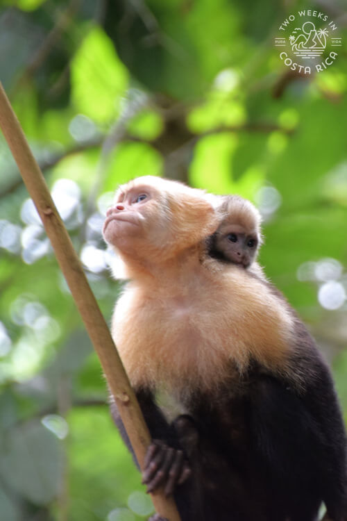 two white faced monkeys gazing up