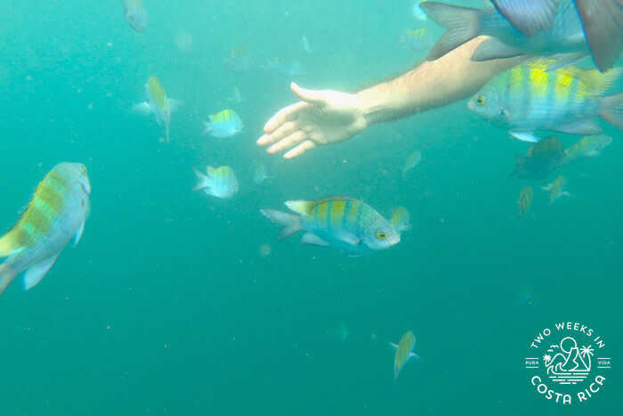 Swimmers hand reaching out through colorful reef fish